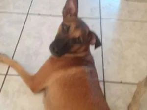 Cachorro raça Srd idade 7 a 11 meses nome Aika