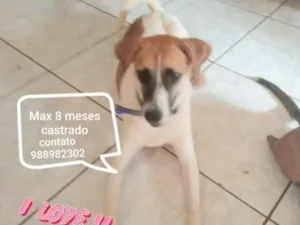 Cachorro raça Srd idade 7 a 11 meses nome Max