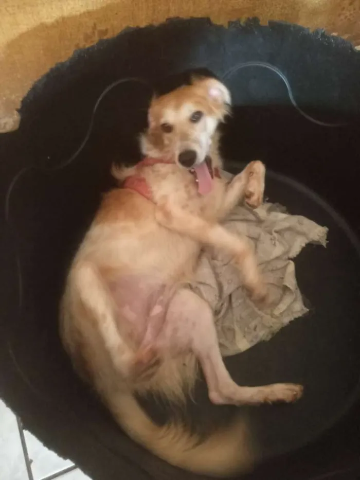 Cachorro ra a Srd idade 7 a 11 meses nome Teka