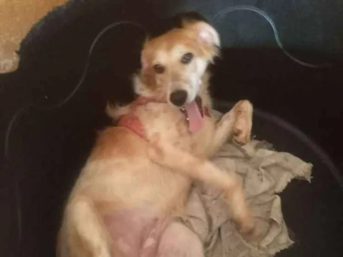 Cachorro ra a Srd idade 7 a 11 meses nome Teka