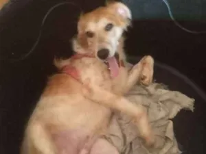 Cachorro raça Srd idade 7 a 11 meses nome Teka