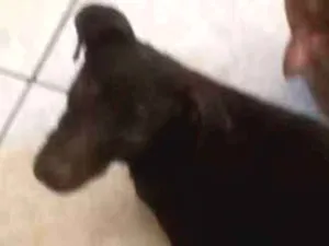 Cachorro raça Srd idade 7 a 11 meses nome Preto