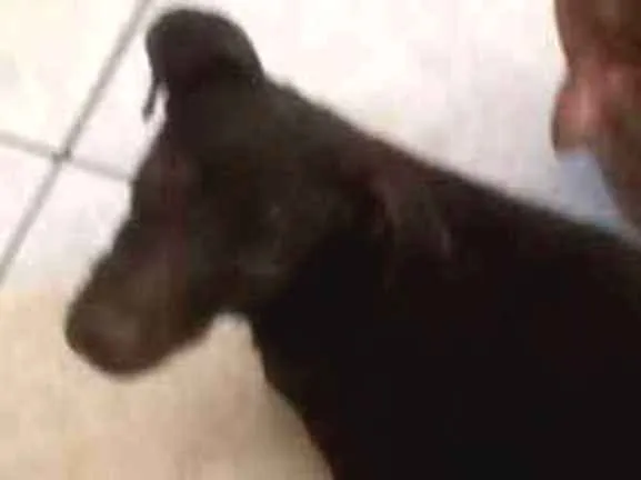 Cachorro ra a Srd idade 7 a 11 meses nome Preto