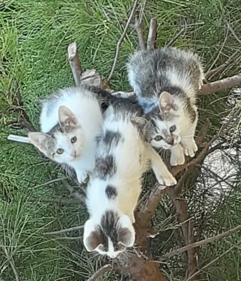 Gato ra a Sem raça idade 1 ano nome Cinza