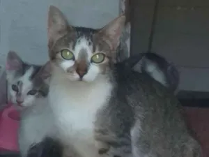 Gato raça Sem raça idade 1 ano nome Cinza