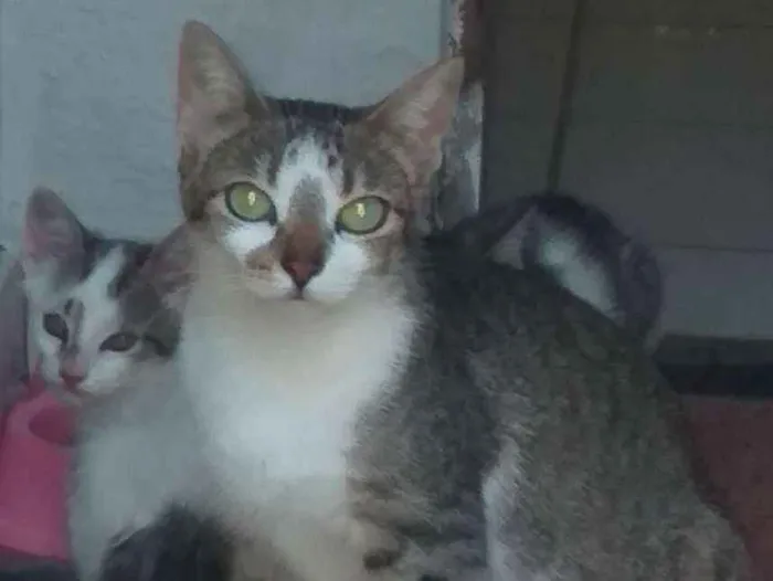 Gato ra a Sem raça idade 1 ano nome Cinza