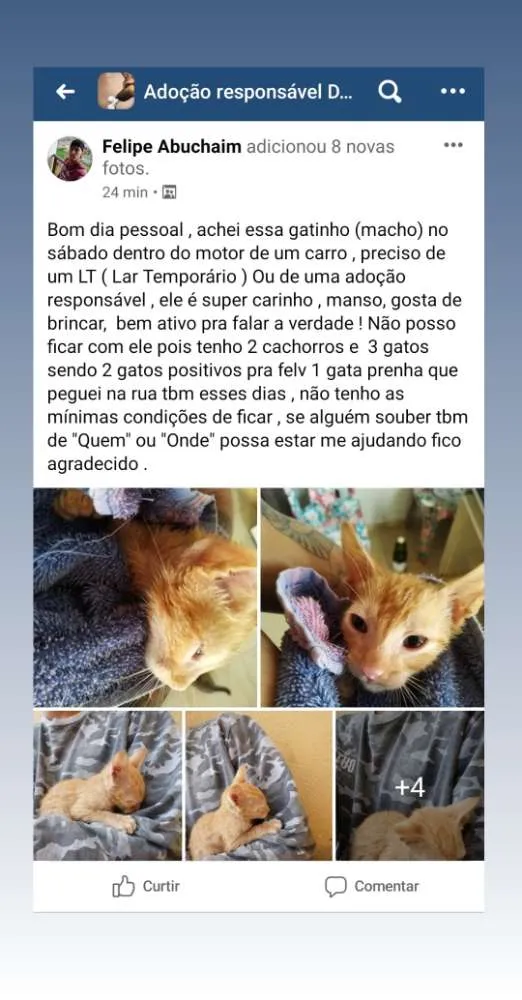 Gato ra a SRD idade 2 a 6 meses nome Amarelinho