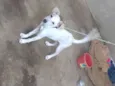 Suki