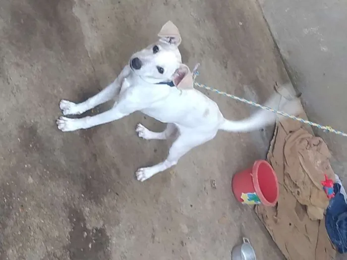 Cachorro ra a  idade 2 a 6 meses nome Suki