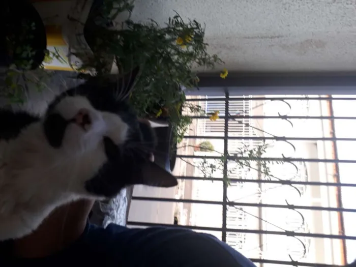 Gato ra a SRD idade 7 a 11 meses nome Frajola