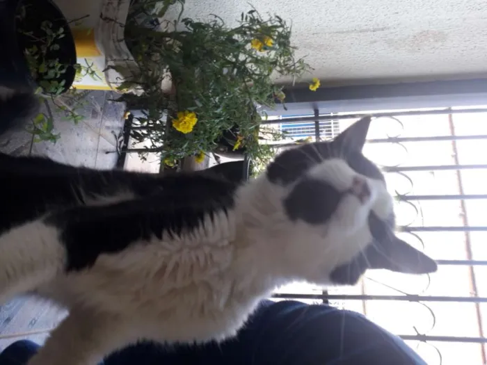 Gato ra a SRD idade 7 a 11 meses nome Frajola