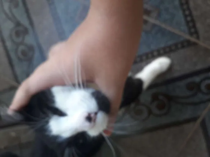 Gato ra a SRD idade 7 a 11 meses nome Frajola