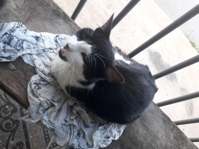 Gato ra a SRD idade 7 a 11 meses nome Frajola