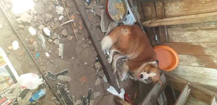 Cachorro ra a  idade 3 anos nome Manteiquinha