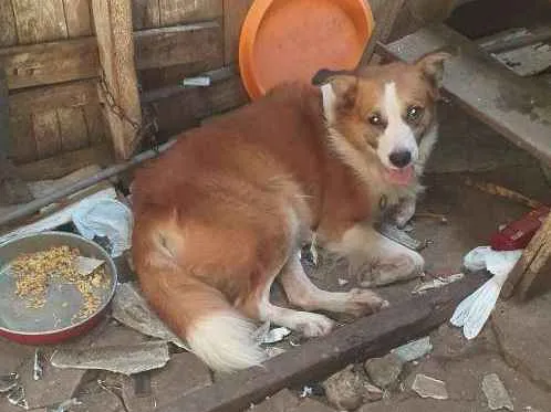 Cachorro ra a  idade 3 anos nome Manteiquinha