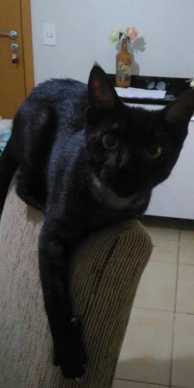 Gato ra a  idade 2 a 6 meses nome Chico