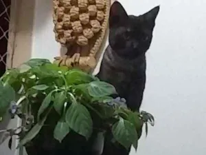 Gato raça  idade 2 a 6 meses nome Chico