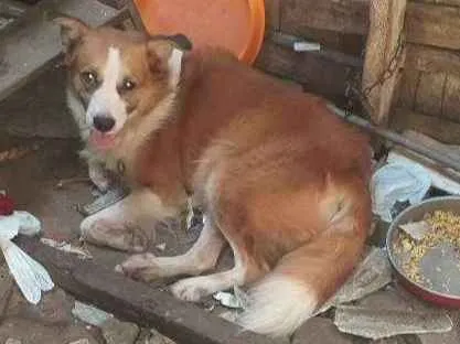 Cachorro ra a  idade 3 anos nome Manteiquinha