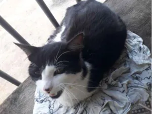 Gato raça SRD idade 7 a 11 meses nome Frajola