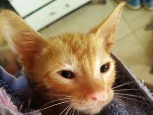 Gato raça SRD idade 2 a 6 meses nome Amarelinho