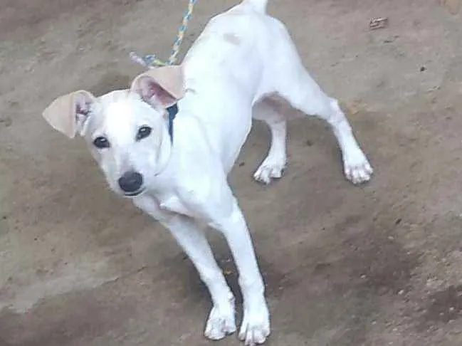 Cachorro ra a  idade 2 a 6 meses nome Suki