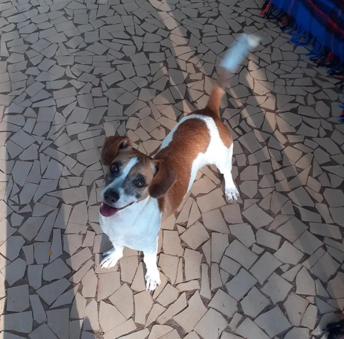 Cachorro ra a Srd idade  nome Barney