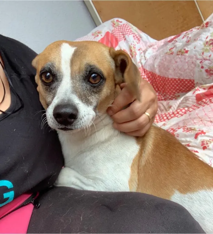 Cachorro ra a Srd idade  nome Barney