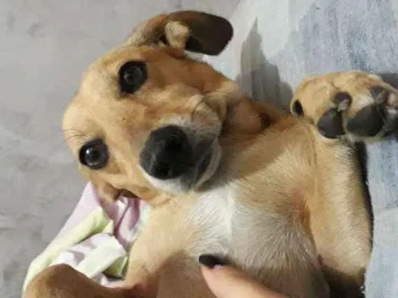 Cachorro raça RND idade 6 ou mais anos nome Sem identificação 