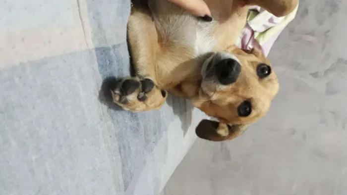 Cachorro raça RND idade 6 ou mais anos nome Latrell 