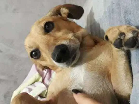 Cachorro raça RND idade 6 ou mais anos nome Latrell 
