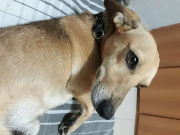 Cachorro raça RND idade 6 ou mais anos nome Latrell 