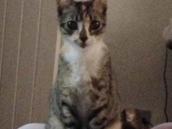 Gato ra a Srd idade 2 a 6 meses nome Chica