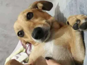 Cachorro raça RND idade 6 ou mais anos nome Latrell 
