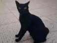 Dart