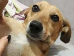 Cachorro raça RND idade 6 ou mais anos nome Sem identificação 