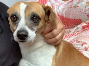 Cachorro raça Srd idade  nome Barney