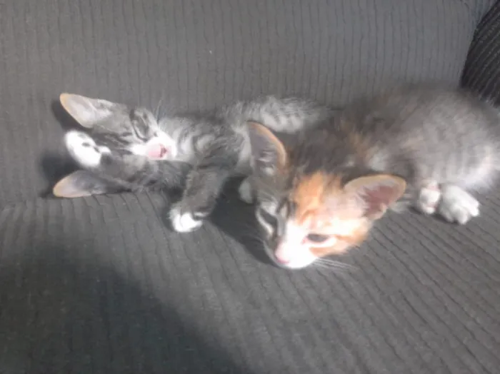 Gato ra a srd idade 2 a 6 meses nome Ananda