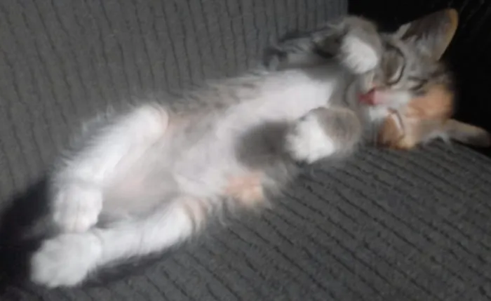 Gato ra a srd idade 2 a 6 meses nome Ananda