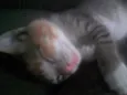 Ananda