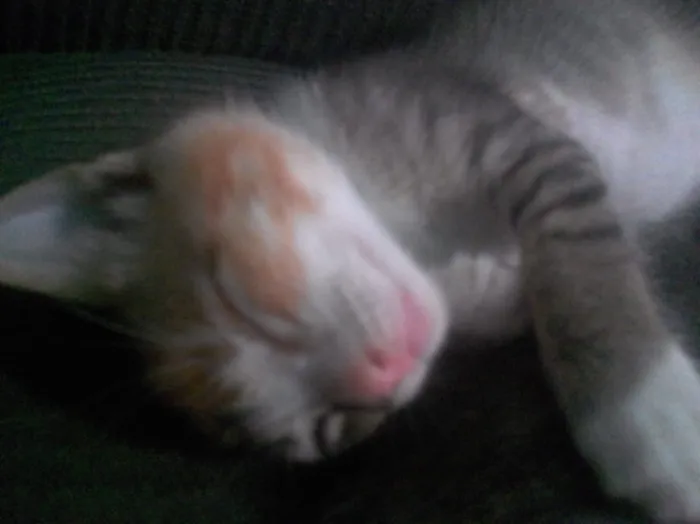 Gato ra a srd idade 2 a 6 meses nome Ananda