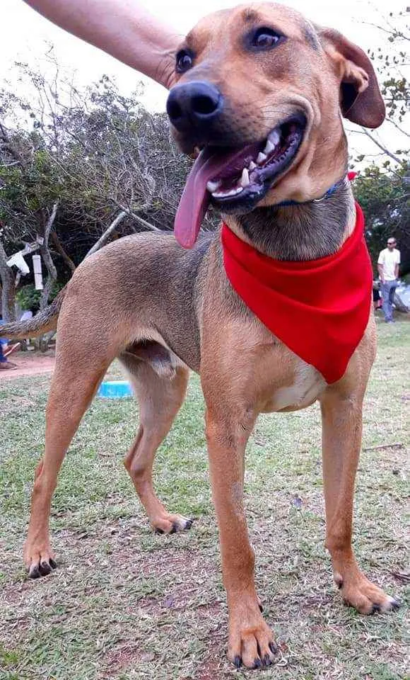 Cachorro ra a  idade 1 ano nome VItorio