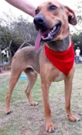 VItorio