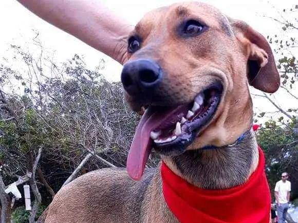 Cachorro ra a  idade 1 ano nome VItorio