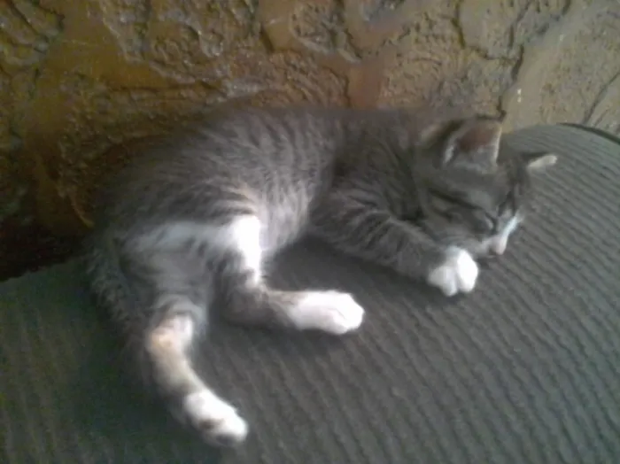 Gato ra a srd idade 2 a 6 meses nome Biriba
