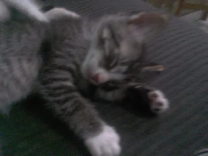 Gato ra a srd idade 2 a 6 meses nome Biriba