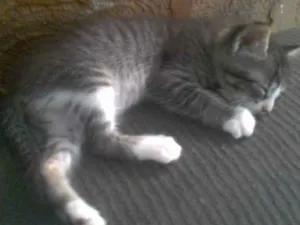 Gato raça srd idade 2 a 6 meses nome Biriba