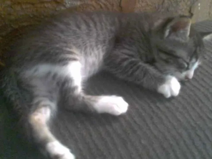 Gato ra a srd idade 2 a 6 meses nome Biriba