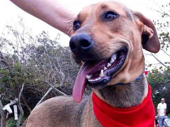 Cachorro ra a  idade 1 ano nome VItorio