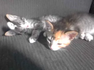 Gato raça srd idade 2 a 6 meses nome Ananda
