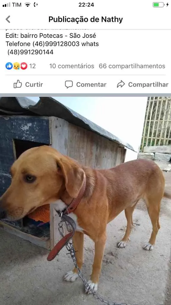 Cachorro ra a  idade 2 anos nome Não sei 